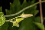 Climbing milkvine